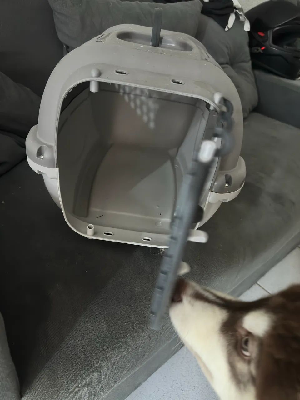 Transporte para animais domésticos 