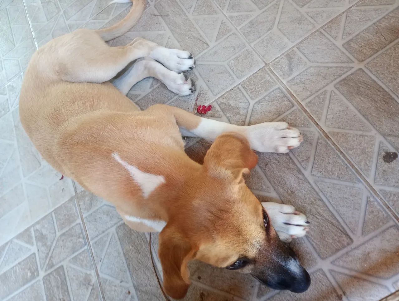 Cachorrinha para adoção  - Foto 5