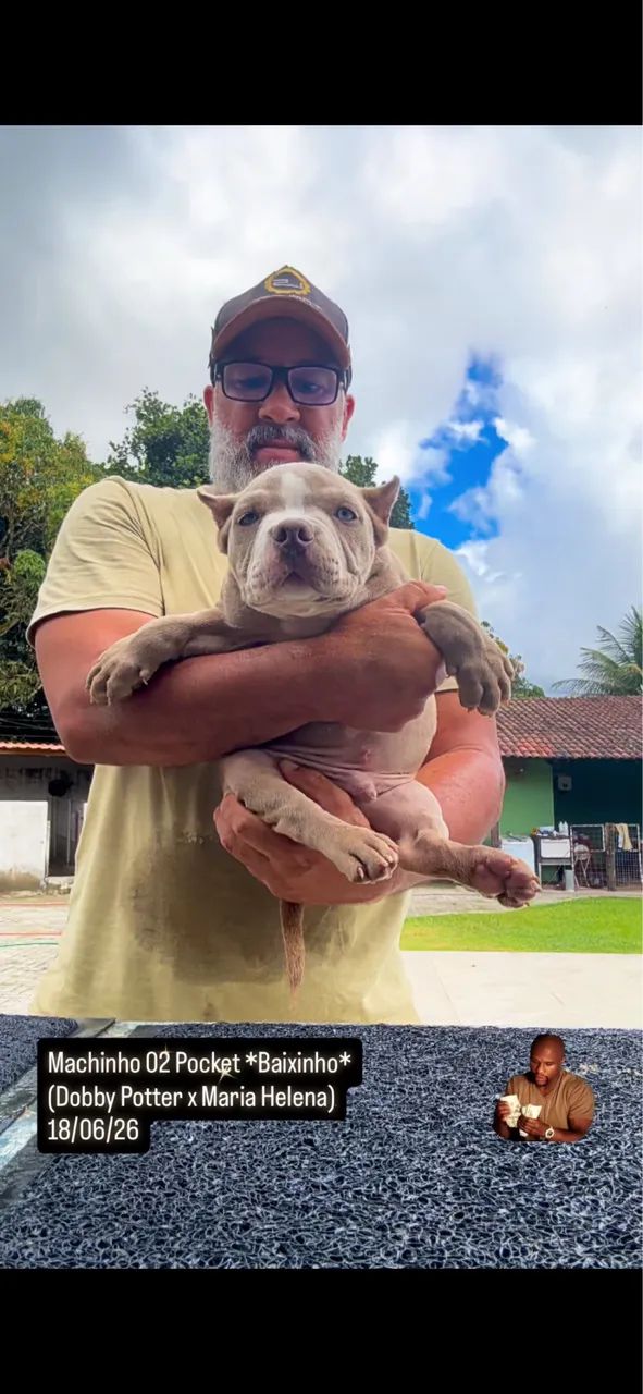 American Bully - Foto 5