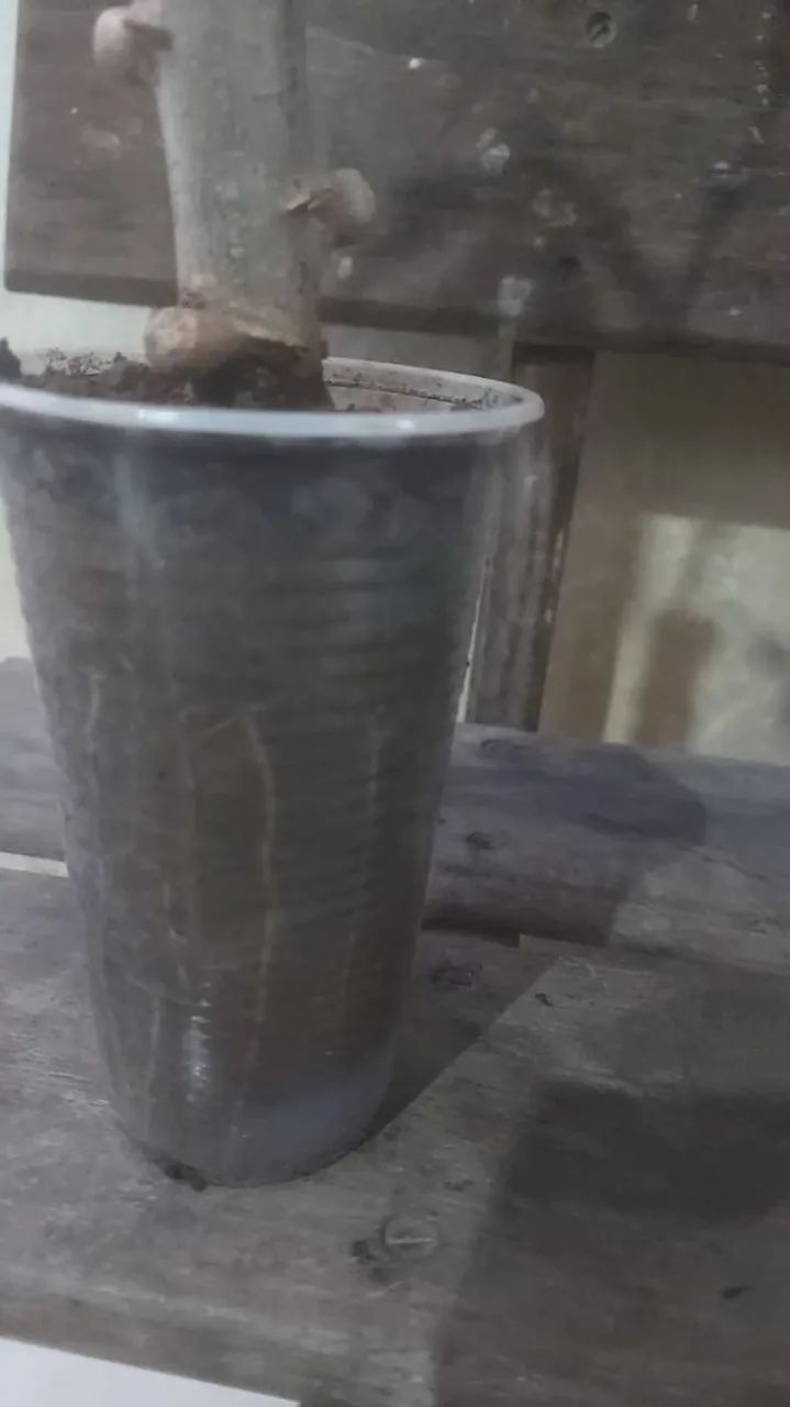 Mudas  ampim matega  - Foto 5