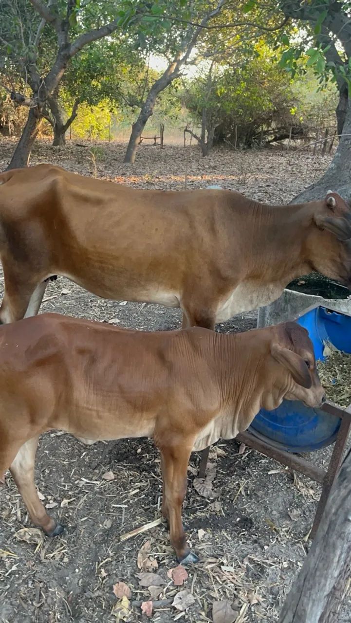 Vaca e bezerra - Foto 3