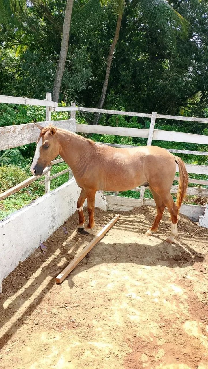 POTRO PROMOÇÃO IMPERDÍVEL  - Foto 4