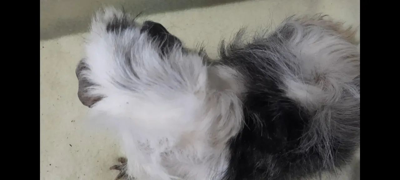 Porquinho da india raça Lunkarya  - Foto 4