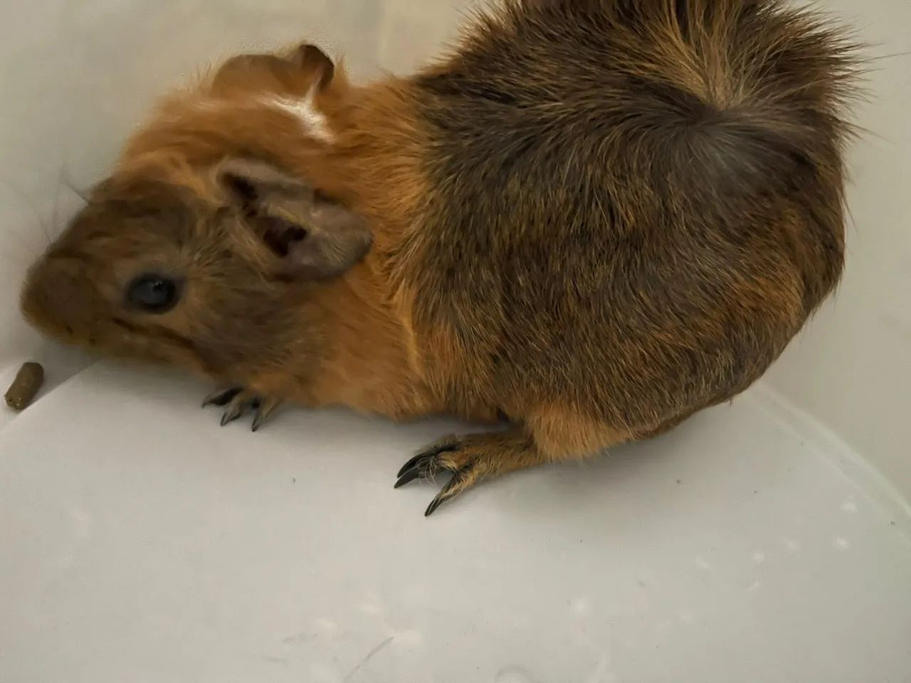 Porquinho da índia e uma casinha inteira  - Foto 2