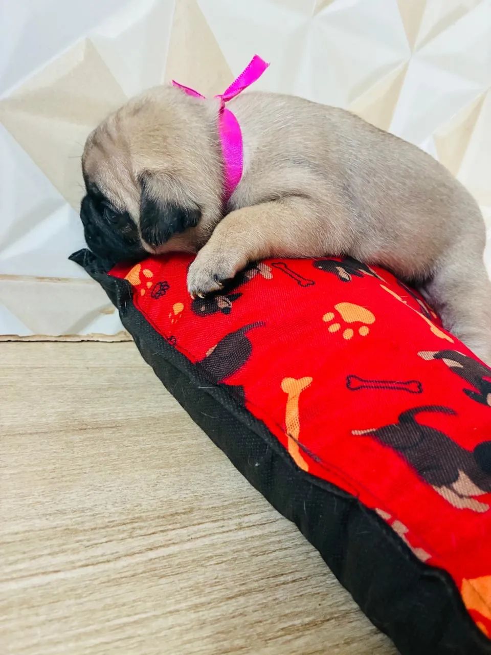 Pug - Foto 4