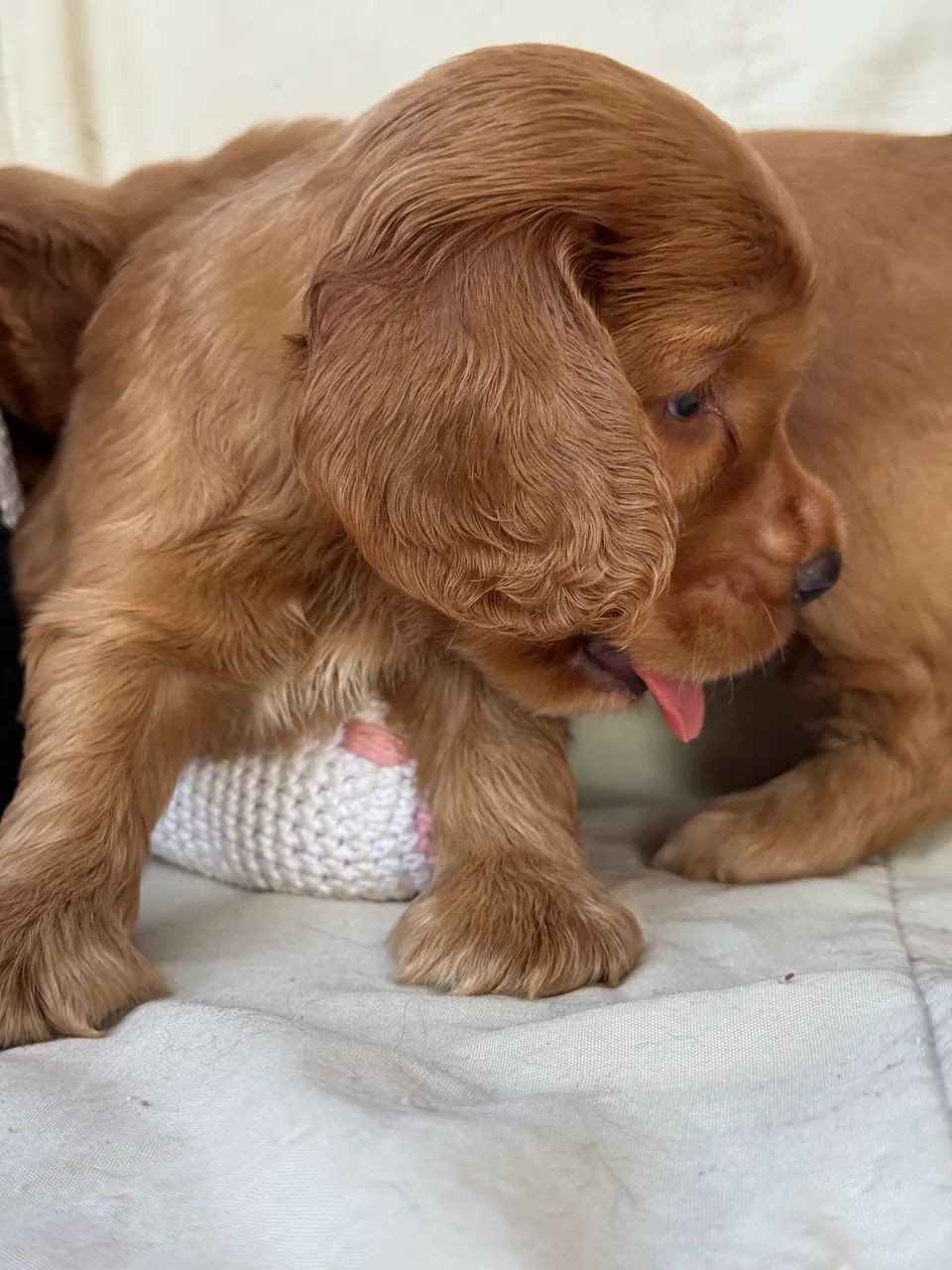 Filhote Cocker Spaniel Macho - Foto 2