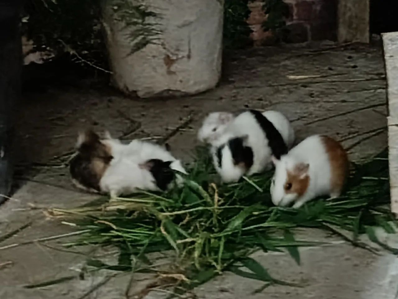 Porquinho da Índia 