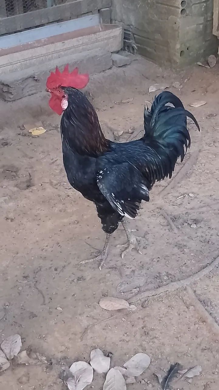 Galo Caipira - Foto 4
