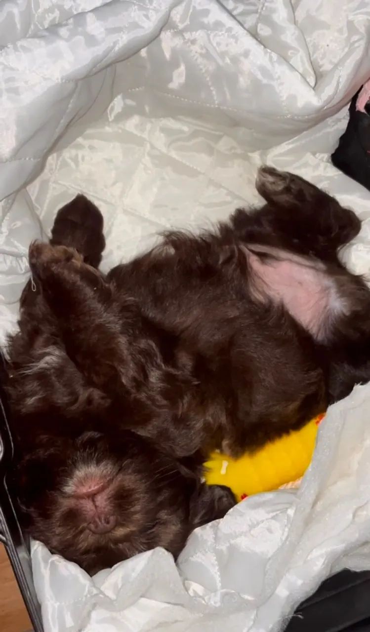 vende- se cachorro shih tzu (macho) - Foto 2