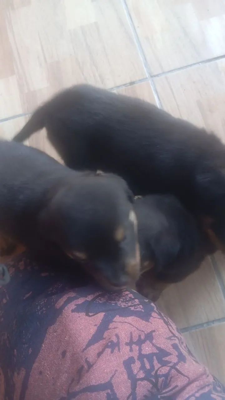 Rottwiller