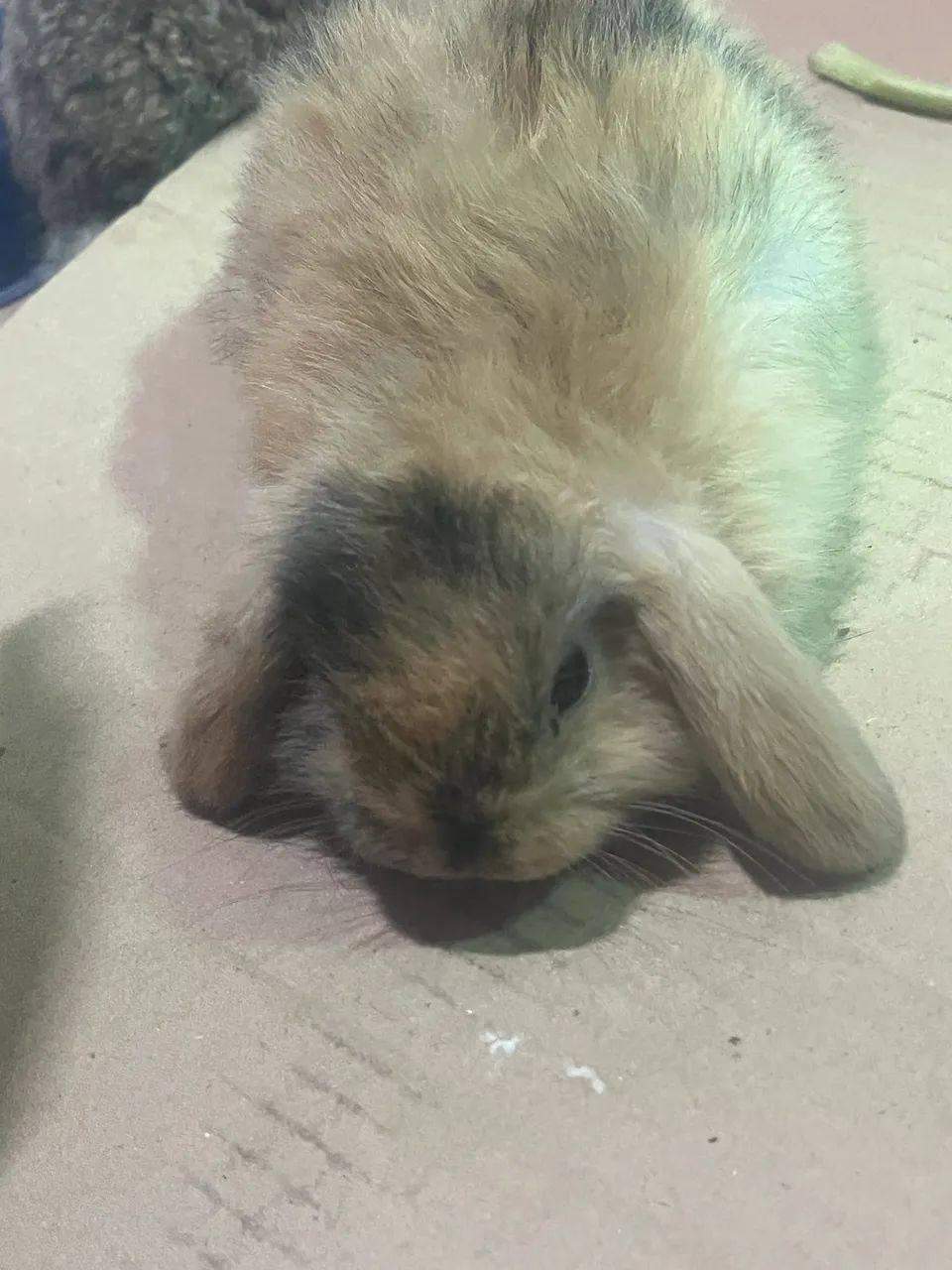 Filhotes de coelho mine lop - Foto 3