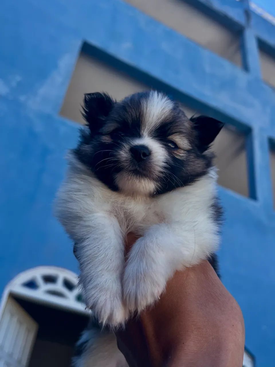 Spitz alemão anão  - Foto 4