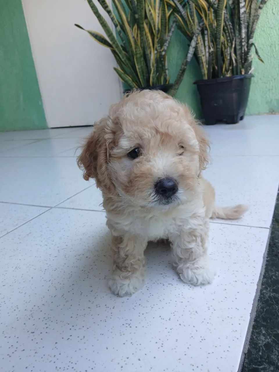Filhote de poodle toy - Foto 4