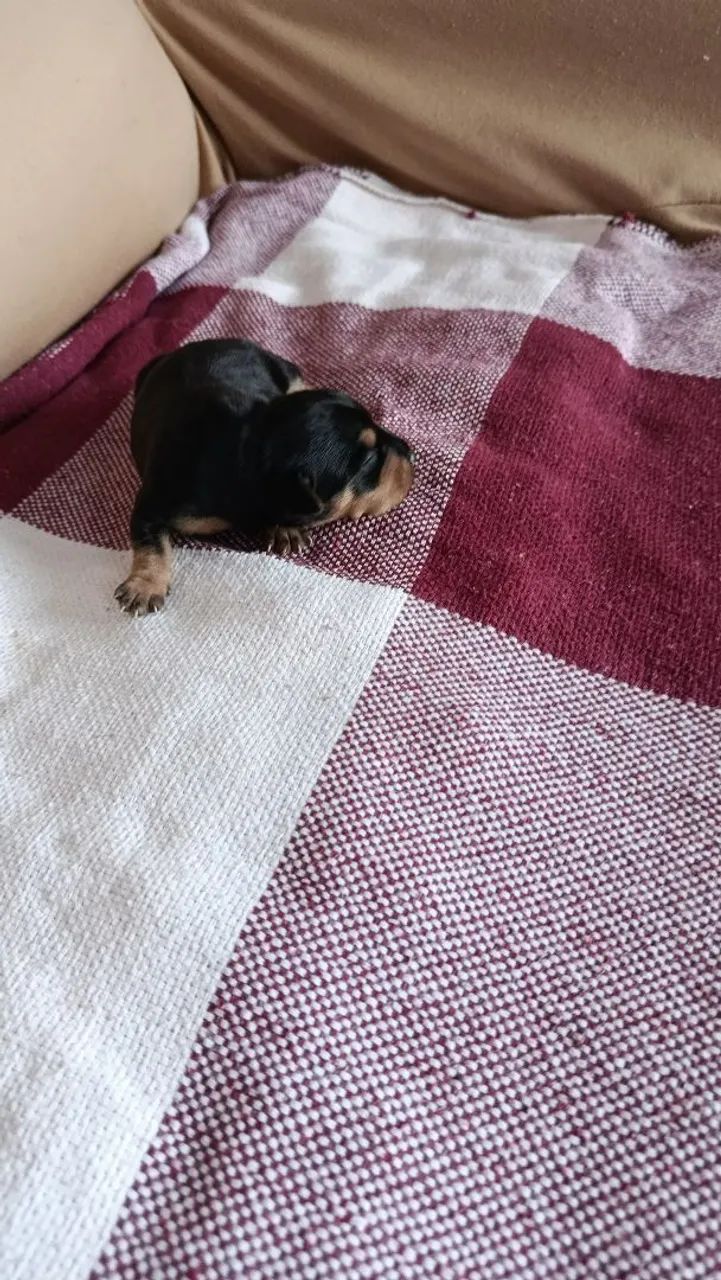 Cachorro  - Foto 2