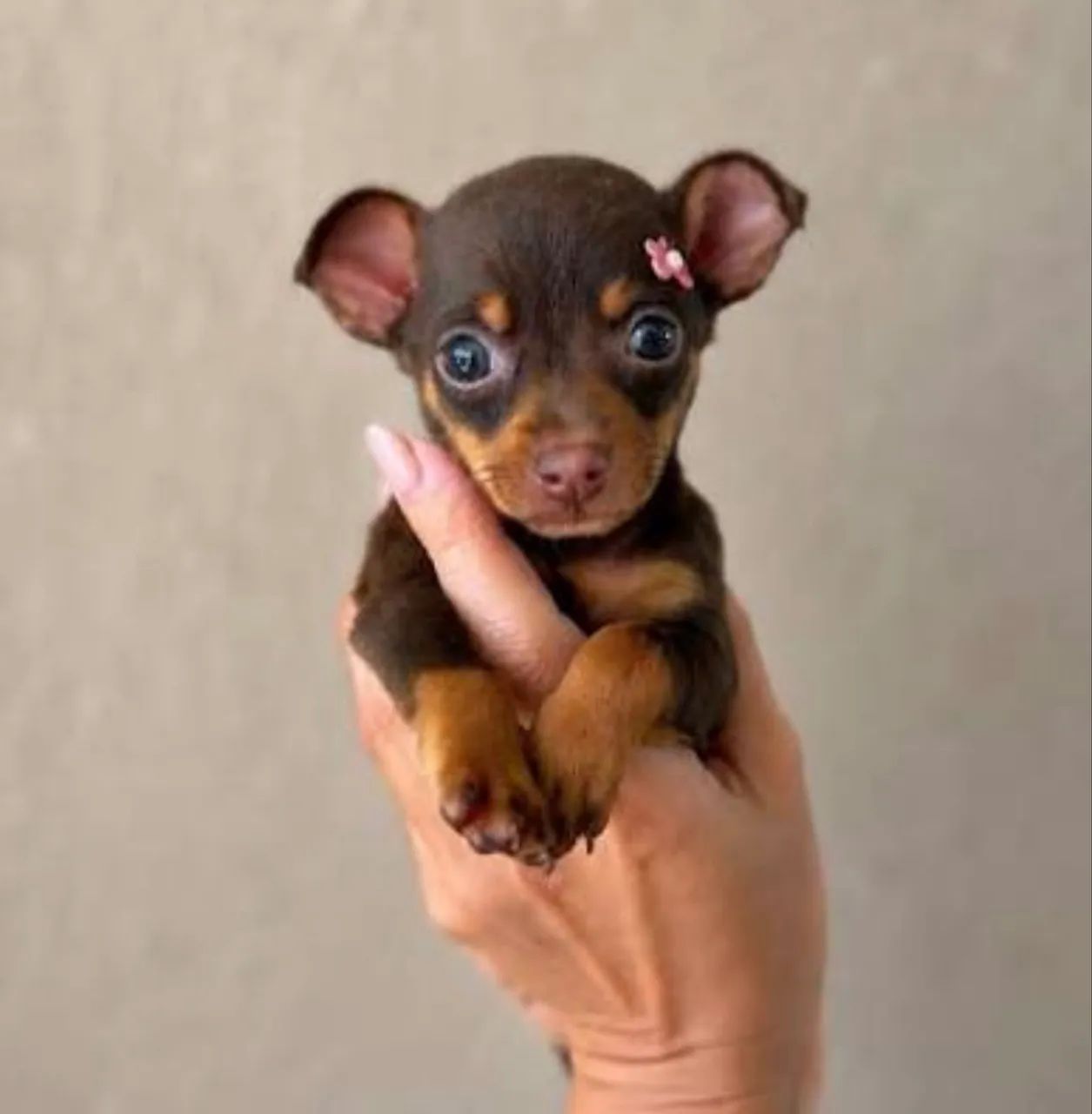 Pinscher miniatura chocolate 