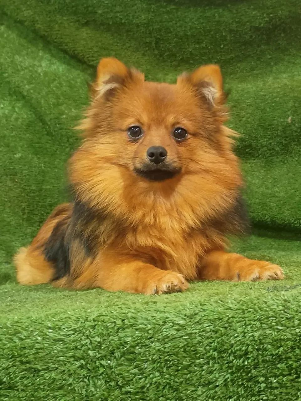 Spitz alemão.