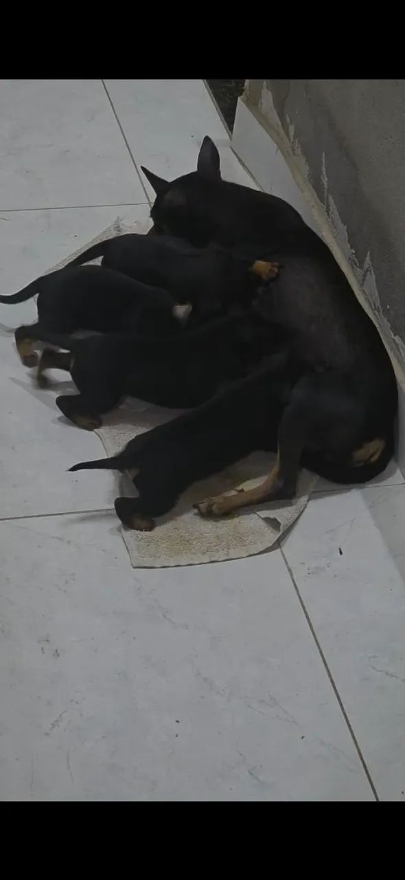 Pinscher N° 2 - Foto 3