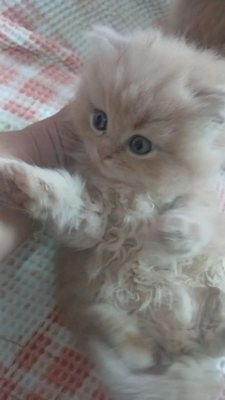Gato persa - Foto 3