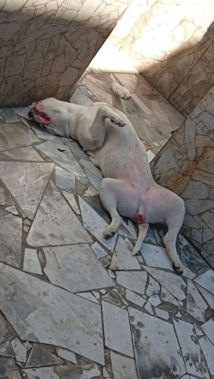 Pitbull pura - Foto 2
