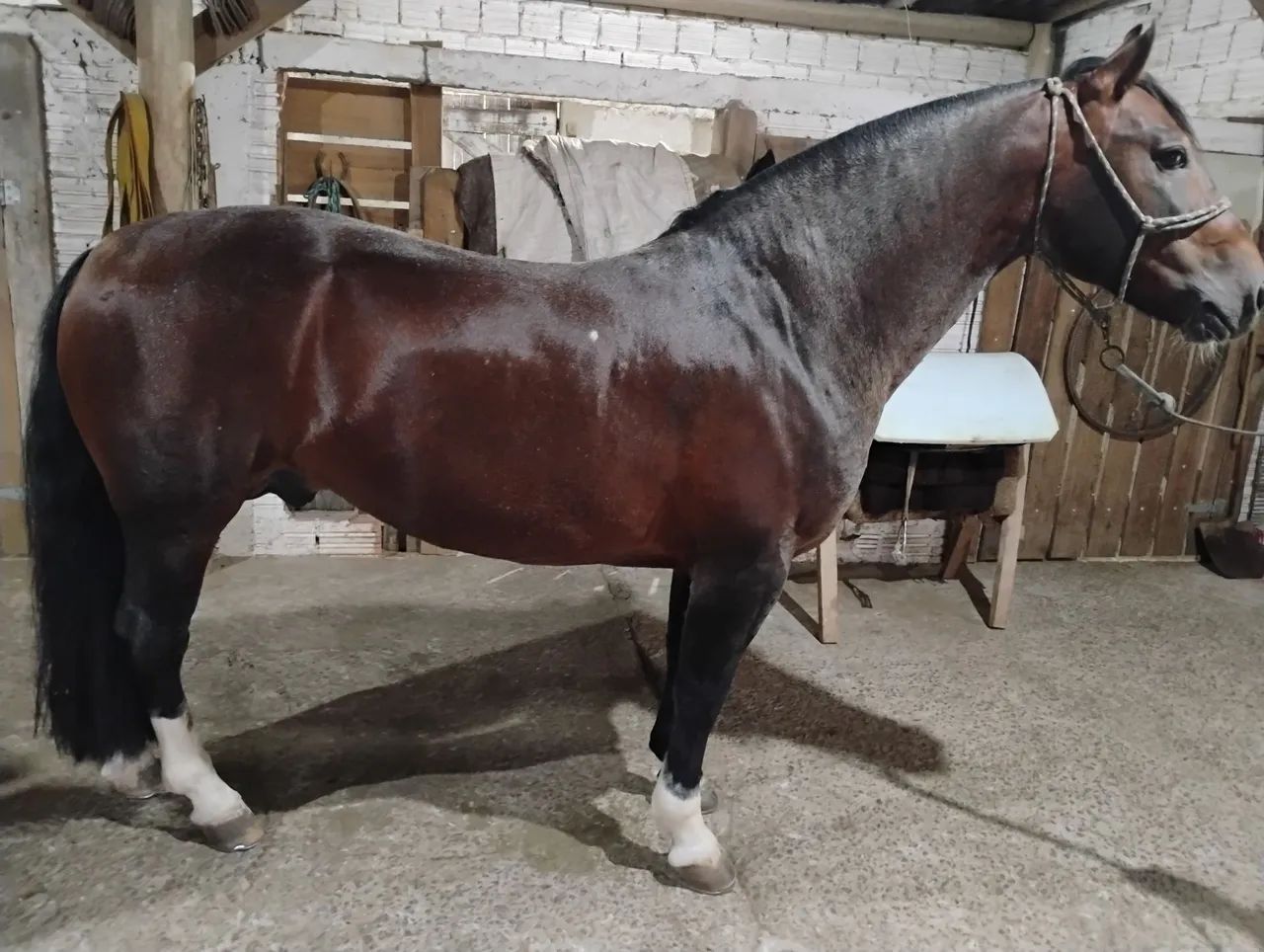 Éguas crioulas prenhas  - Foto 2