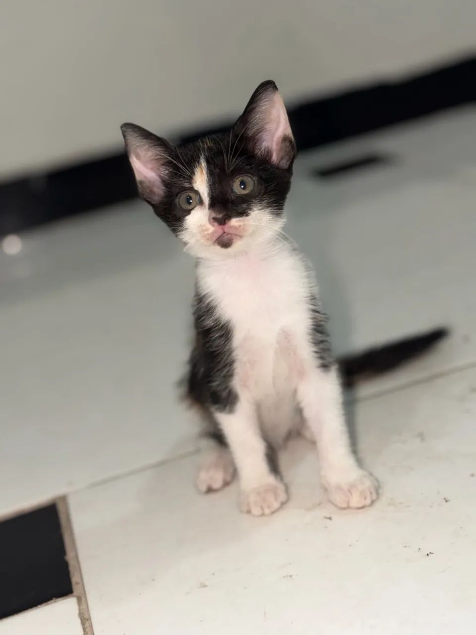 Gatos  - Foto 5