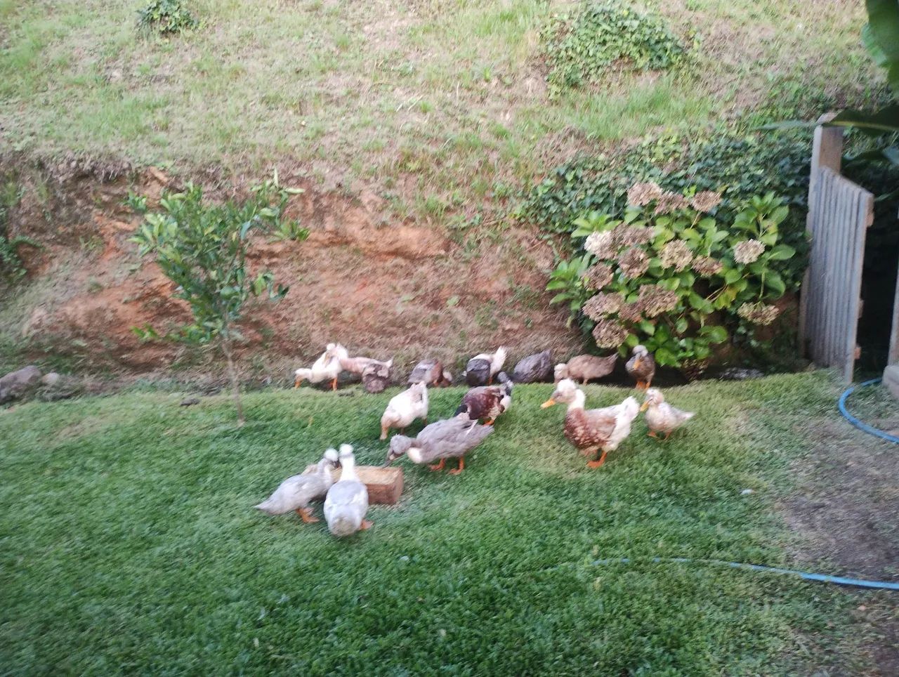 Vendo marrecos de pompom  - Foto 4