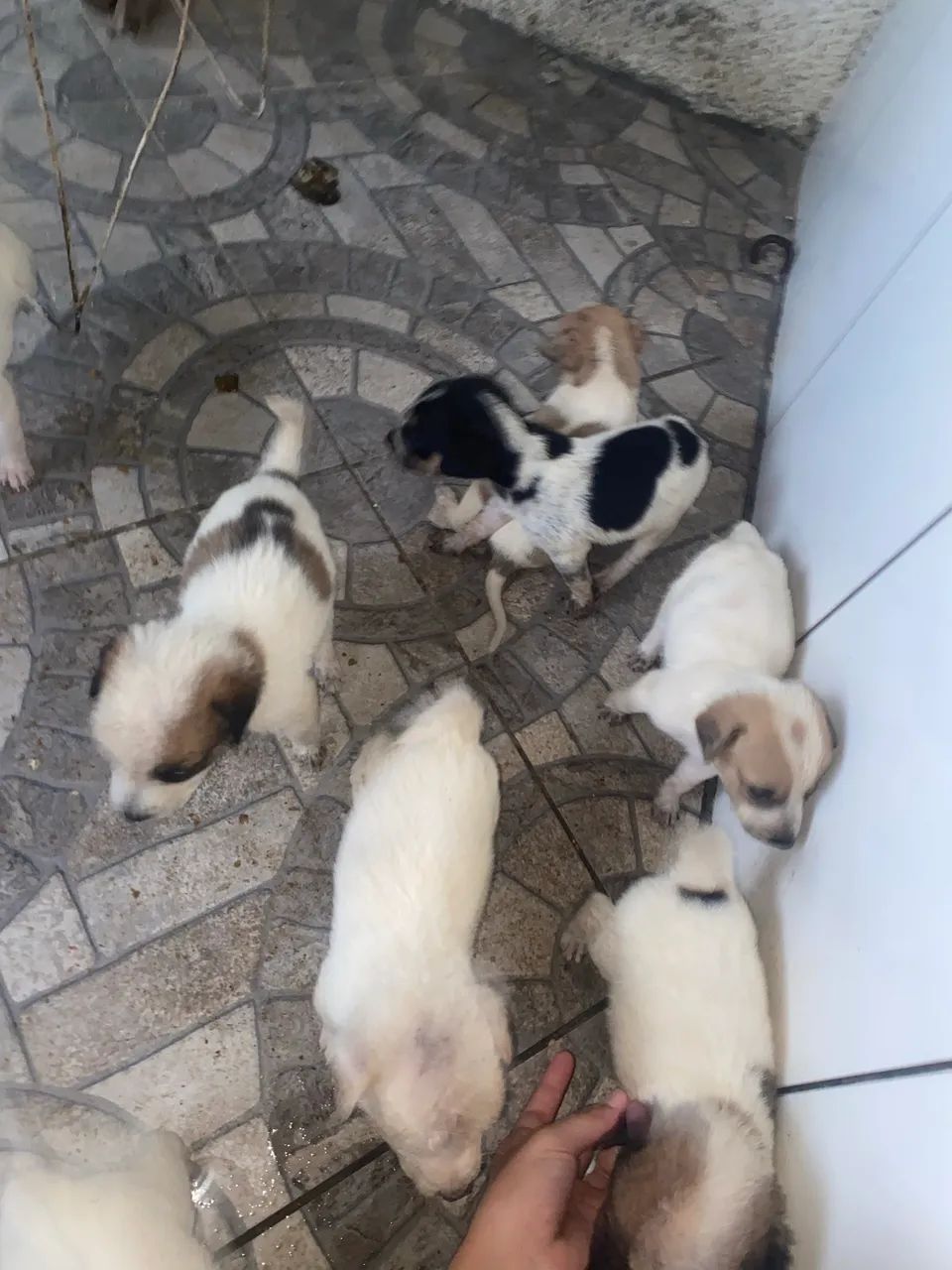 Adoção responsável - Foto 2