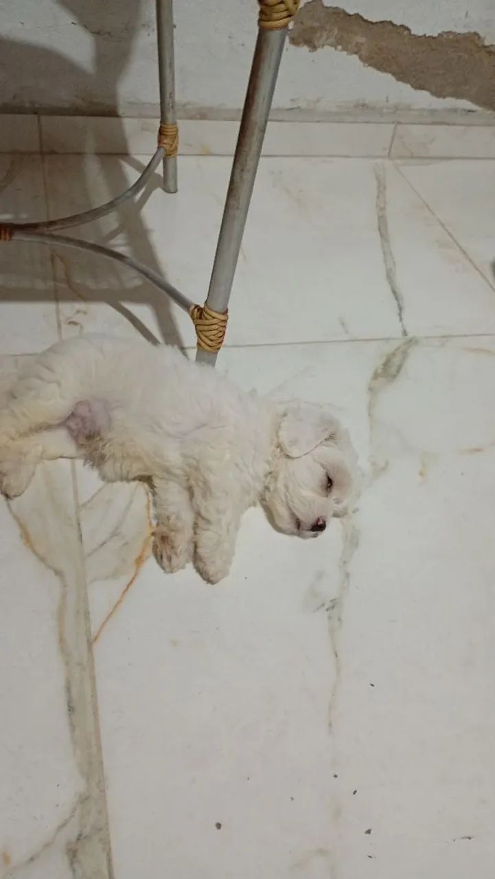 Cachorro poodle com maltês 