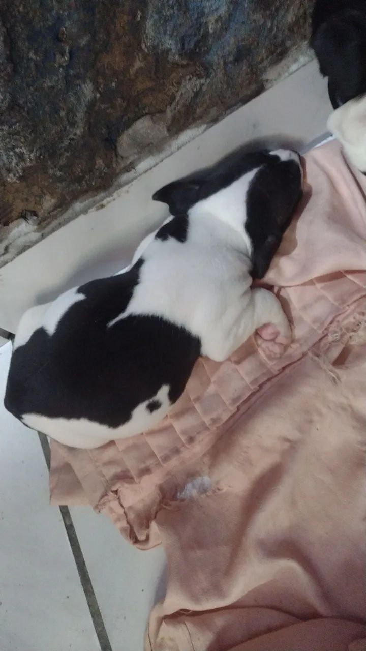 Pitbull a venda  - Foto 5