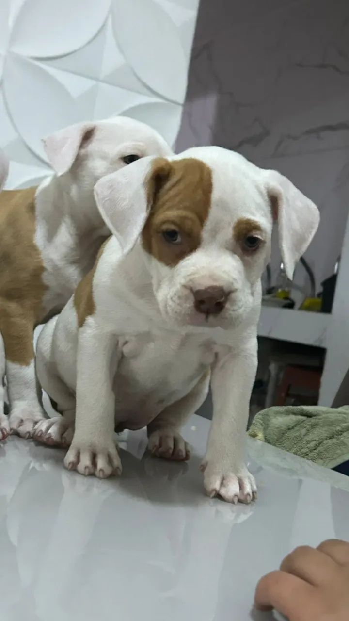 Pitbull - Foto 2