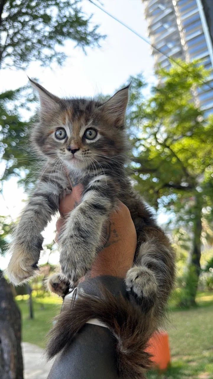 Maine coon - Foto 3