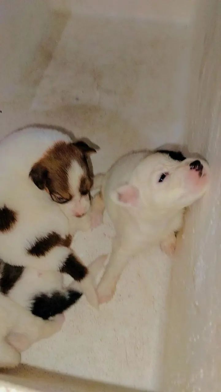 Doação de Cachorros  - Foto 2