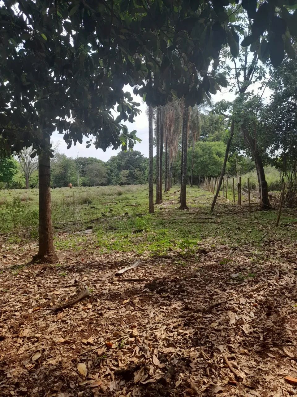 Chácara de 2 hectares sem benfeitorias próximo Uberlândia  - Foto 5
