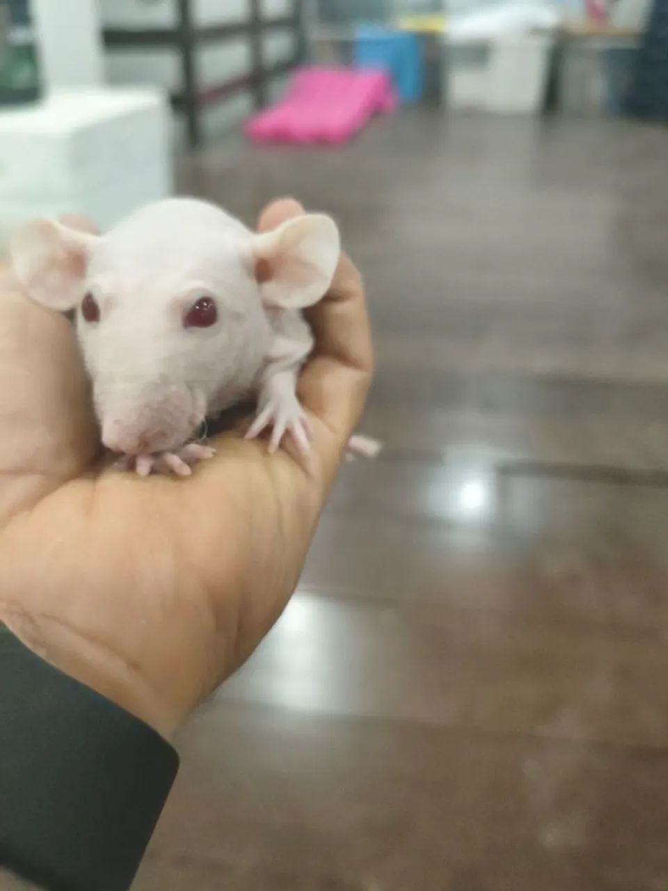 Twister/Mercol Hairless Dumbo - Foto 2