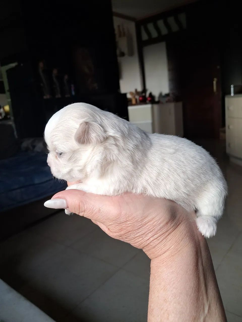 Chihuahua  - Foto 4