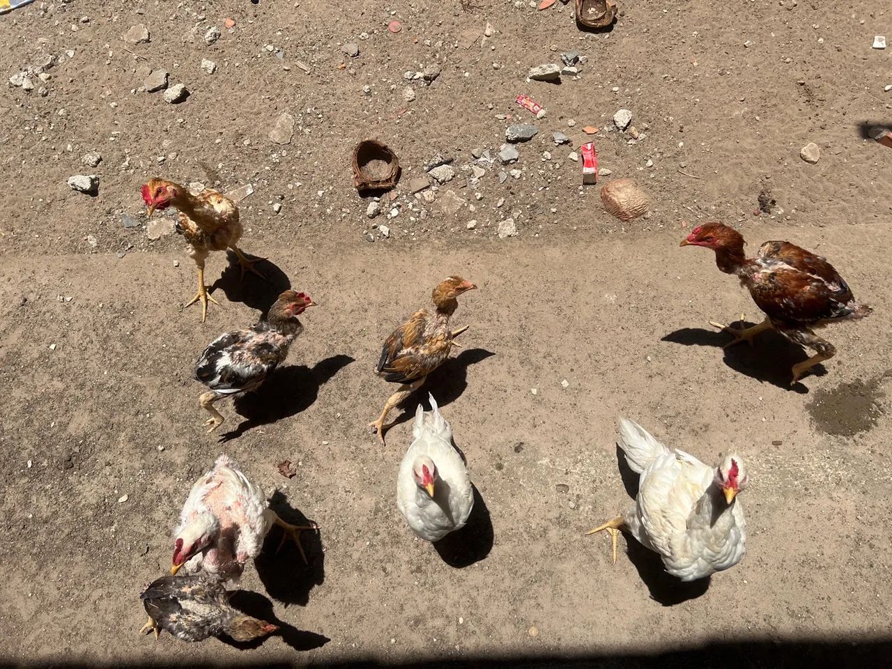 Galinhas de casa - Foto 4