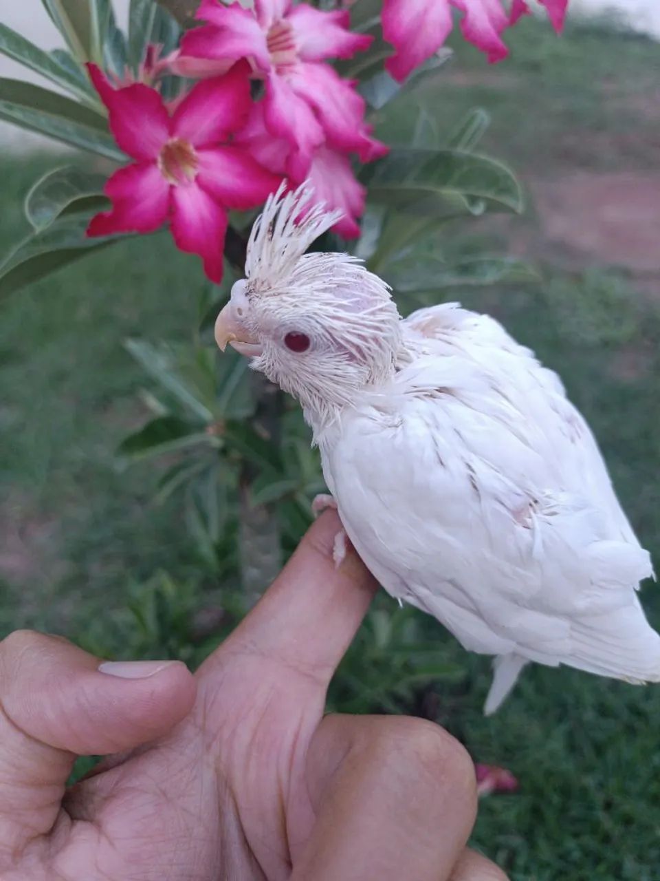 Gaiola 
