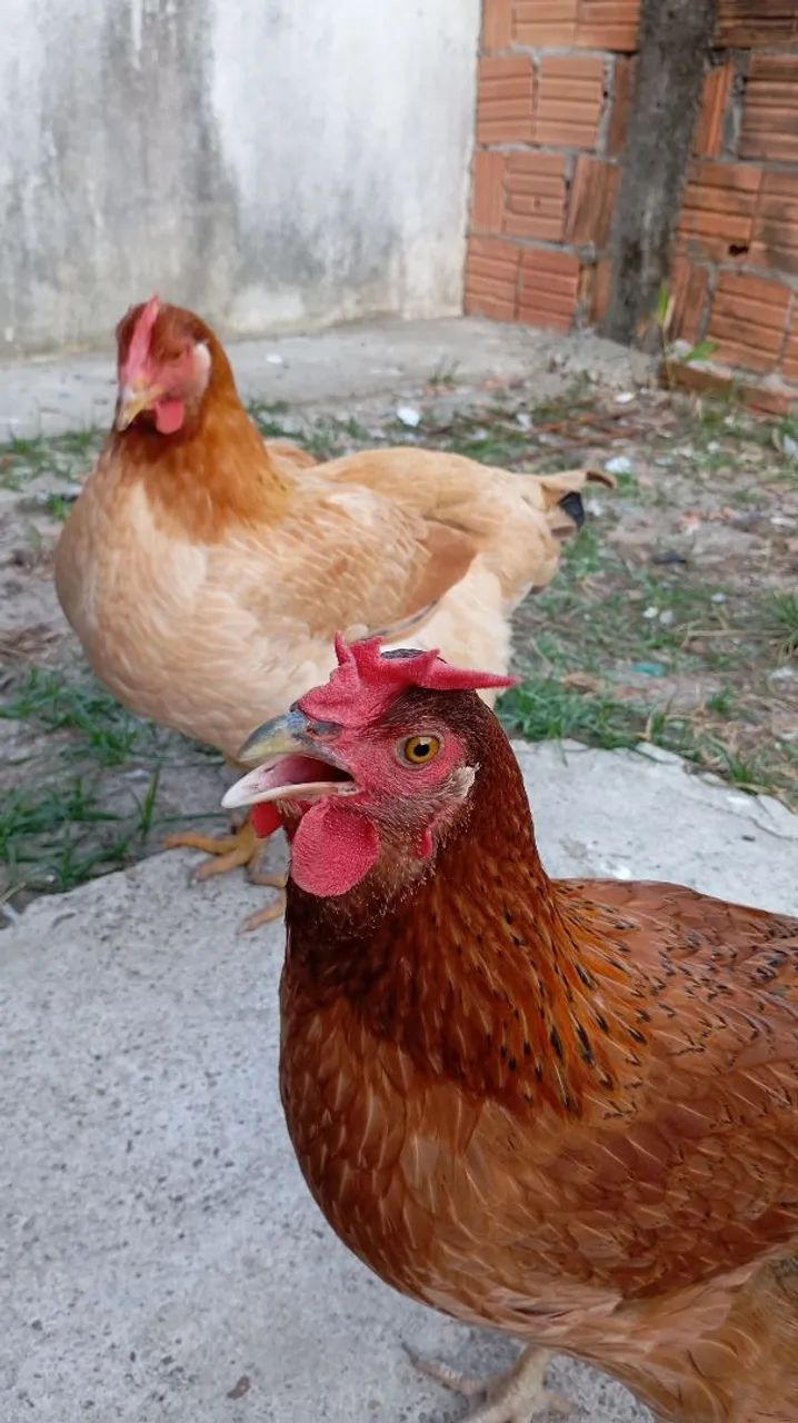 2 galinhas caipira  - Foto 2