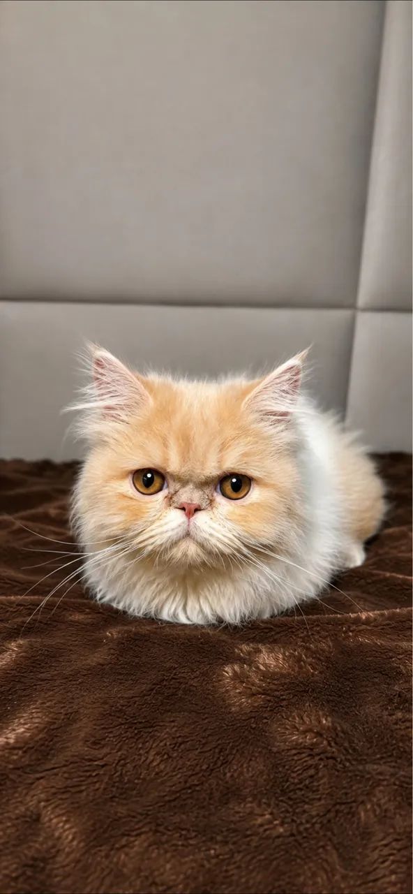 Gato persa 