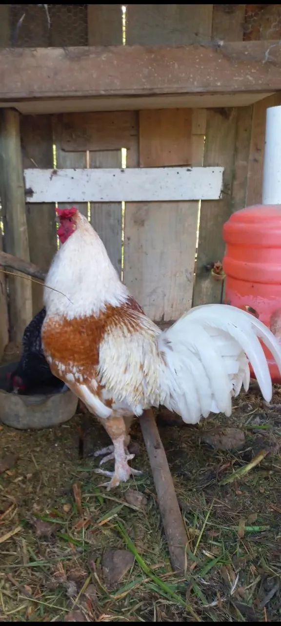 galinha e um galo  - Foto 2