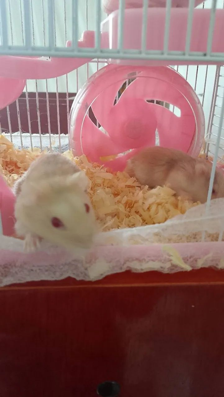 Hamsters machos  - Foto 2