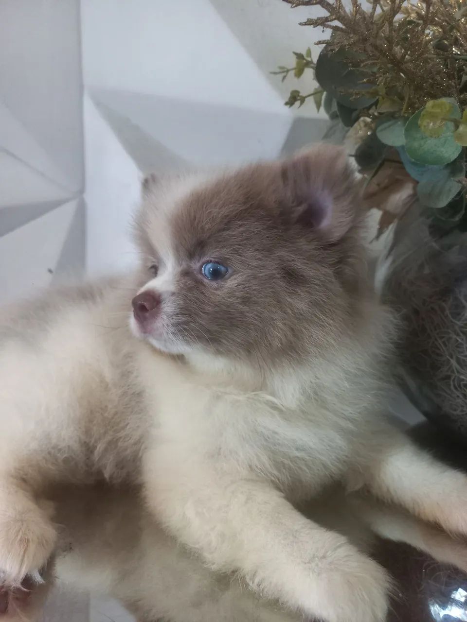Spitz Alemão macho exótico