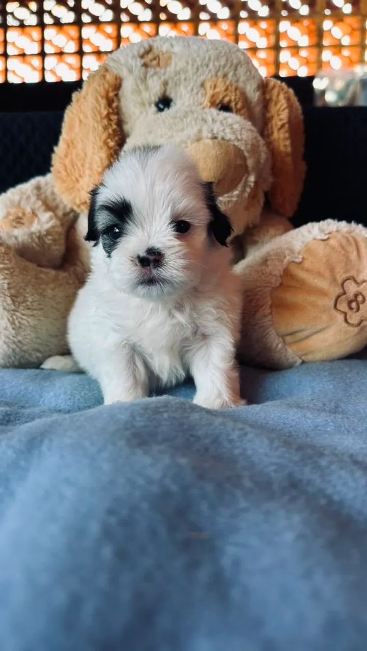 Filhotes de shihtzu micro - Foto 3