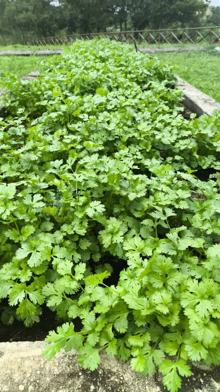 Fazenda real 2 - repasse  - Foto 2