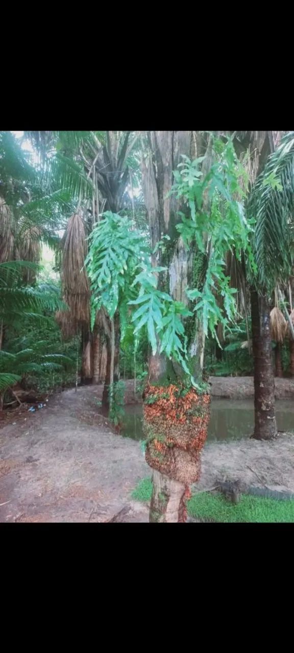 Foto - São Luís - Parque Timbiras