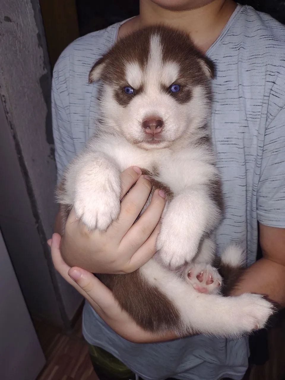Cachorros 