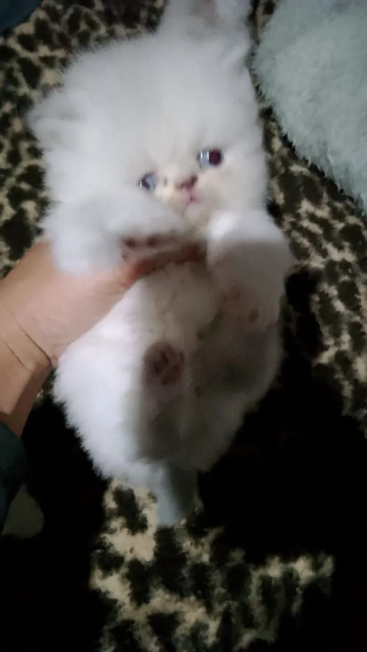 Gato persa - Foto 4