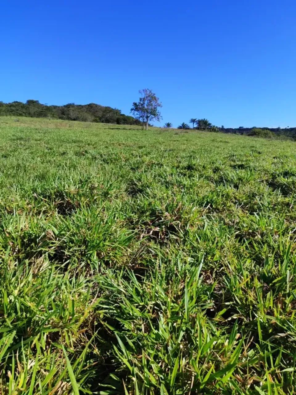 Granja com 20 hectares em comum município de Monte Alegre - Foto 2