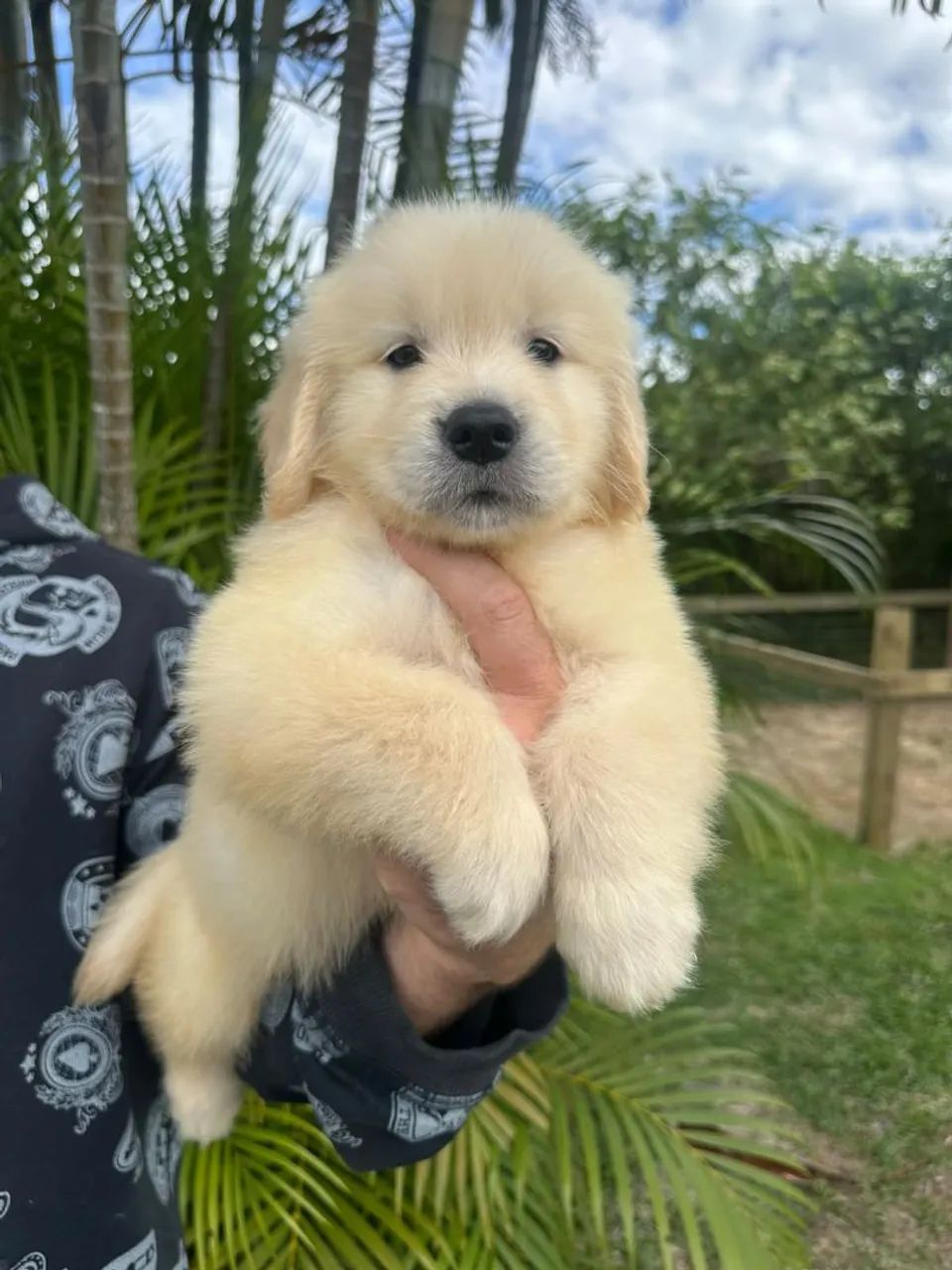 Filhotes de Golden Retriever com Pedigree CBKC - Foto 3