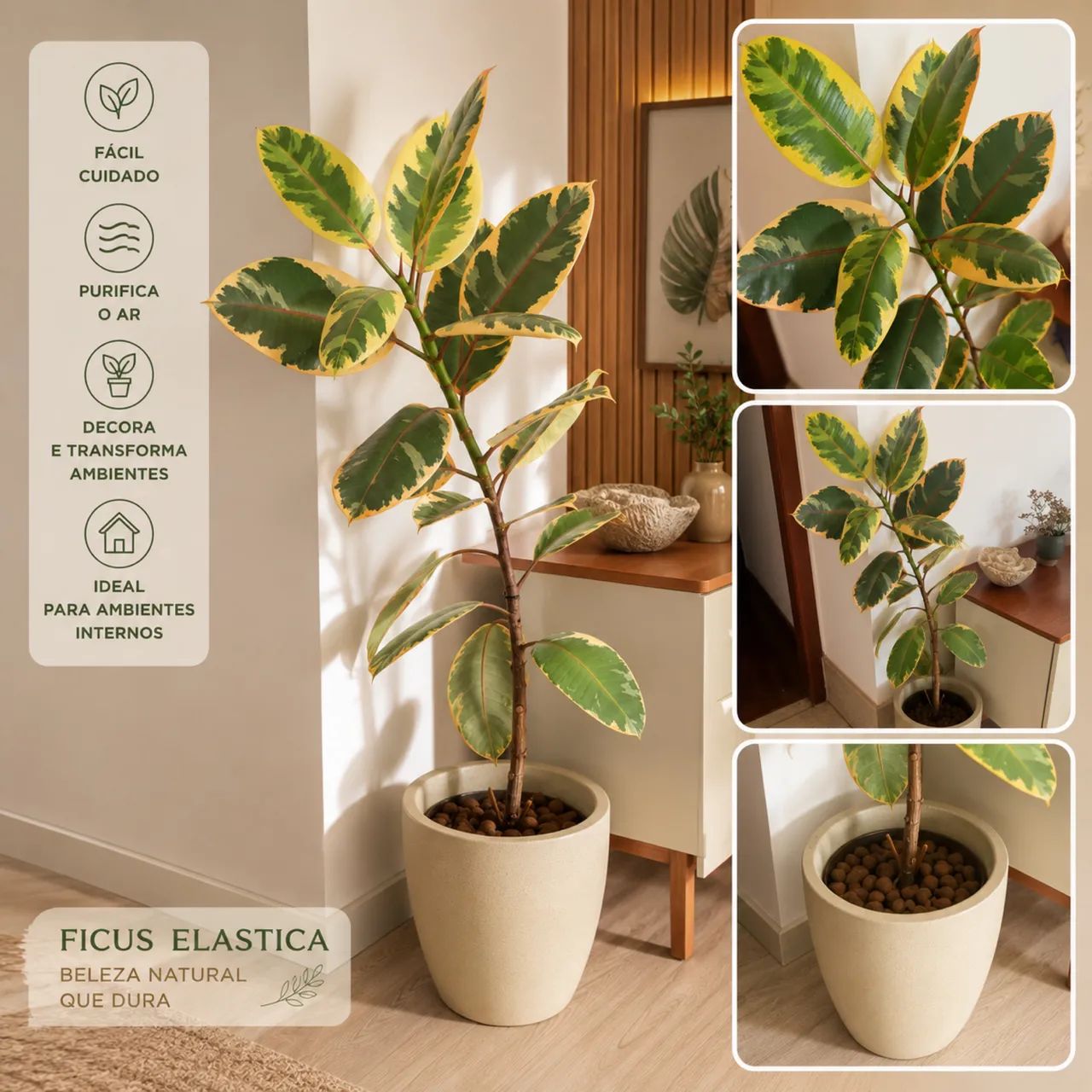 ficus elastica ruby de 1,5 metros (planta de verdade) + vaso 